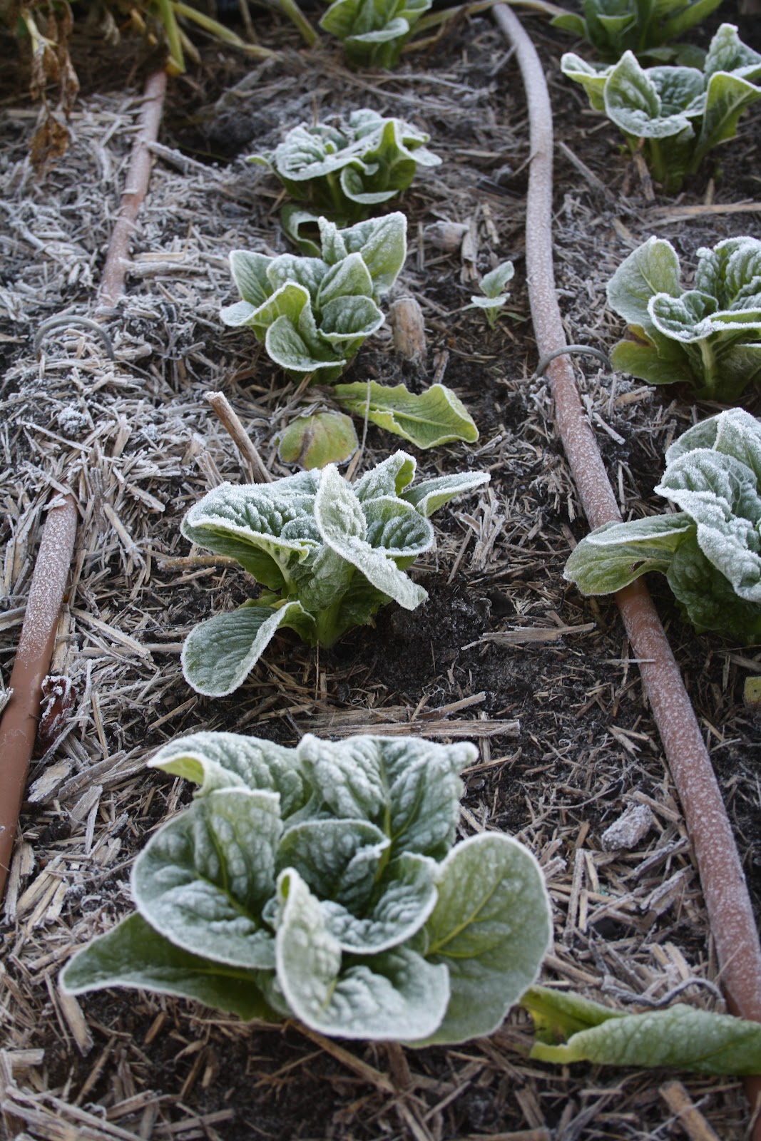 Marcelle Nankervis Frost Damage