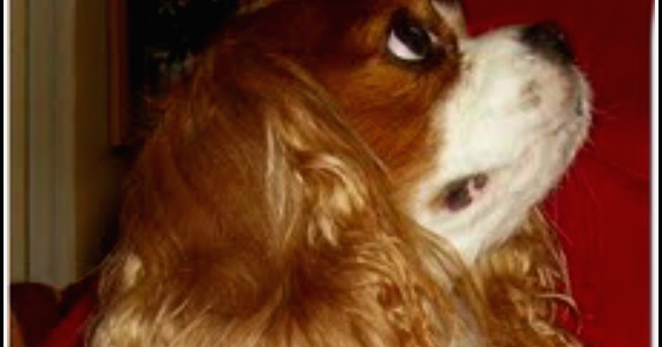 Dog Breeds Vets Worry About Dog Breeds Vets Worry About