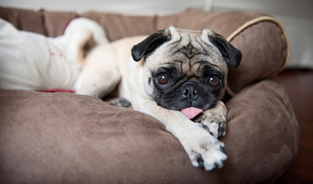 The Pug - Breed Profile | Australian Dog Lover