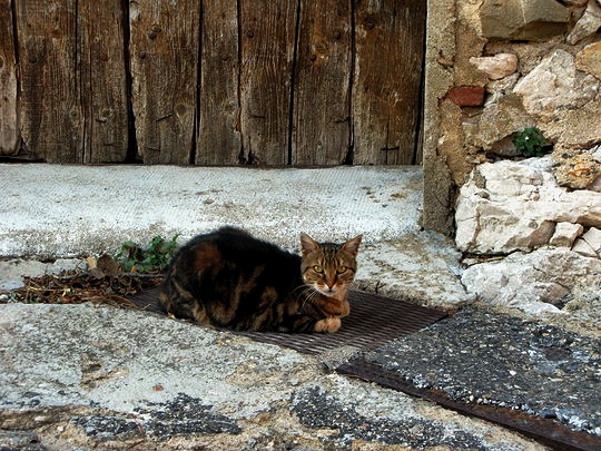 Cat from Cucugnan France