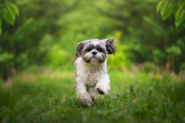42 fotos de cachorros adoráveis Elfandarilha