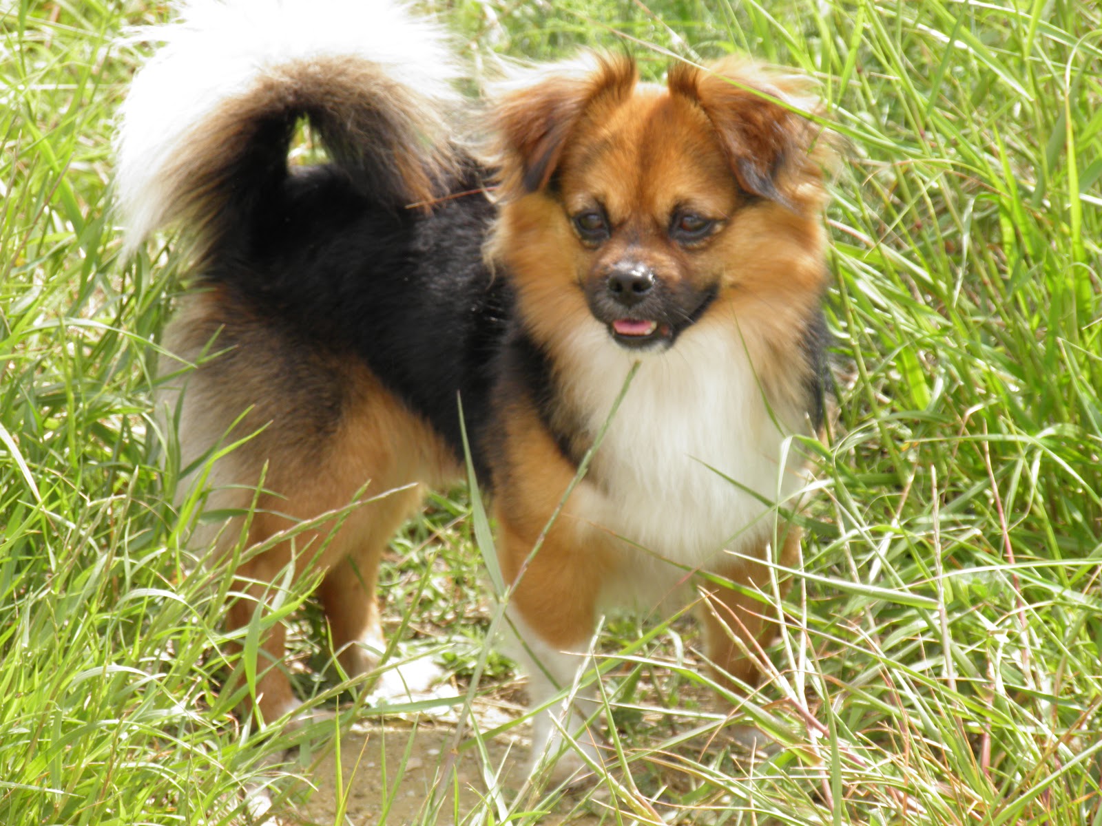 Naturaleza Viva PERROS ( Chihuahua y Pequines )
