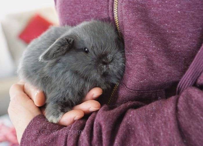 fluffy bunny, fluffy rabbit, bunny fluffy, fluffy bunnies, fluffy rabbits, rabbit fluffy
