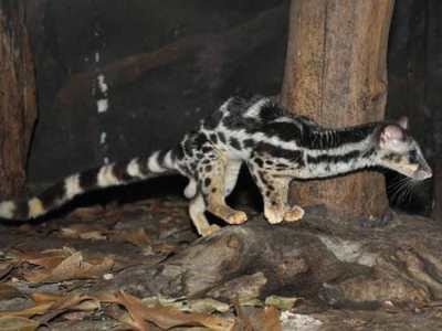 Perbedaan Antara Linsang dan Berang-berang (Otter) mudal kemaningen Perbedaan Antara Linsang dan Berang-berang (Otter) mudal kemaningen