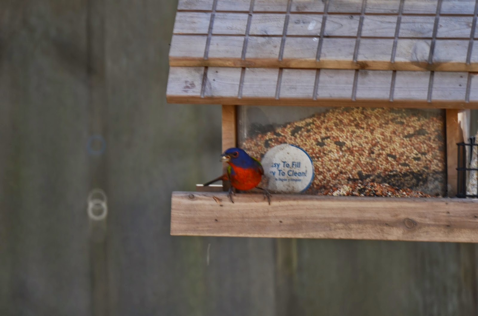 State Birding Painted Bunting, Newport, RI, March 2014