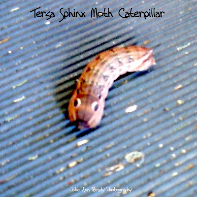Tersa Sphinx Moth Caterpillar - Leesburg, Florida, November 6, 2016 Tersa Sphinx Moth Caterpillar - Leesburg, Florida, November 6, 2016