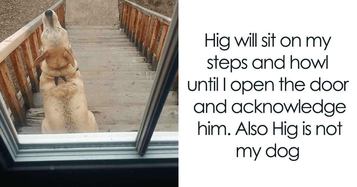 26 Hilariously Adorable Dog Snapchats 26 Hilariously Adorable Dog Snapchats