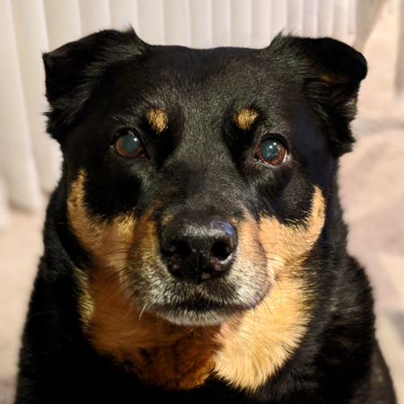 image of Zelda the Black and Tan Mutt from the front