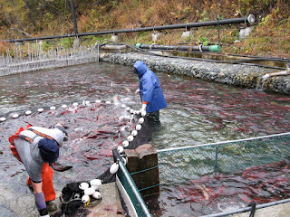 Fisheries workers at Alaska's largest inland salmon hatchery, the Gulkana Hatchery.