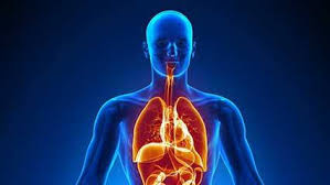 human body human, body of human, man, pashan tantra, manushya ka sharir