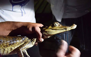 Small crocodilian being held by the neck and tail