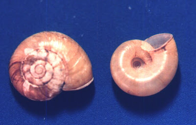 caracol disco canibal Mollusca Haplotrema concavum