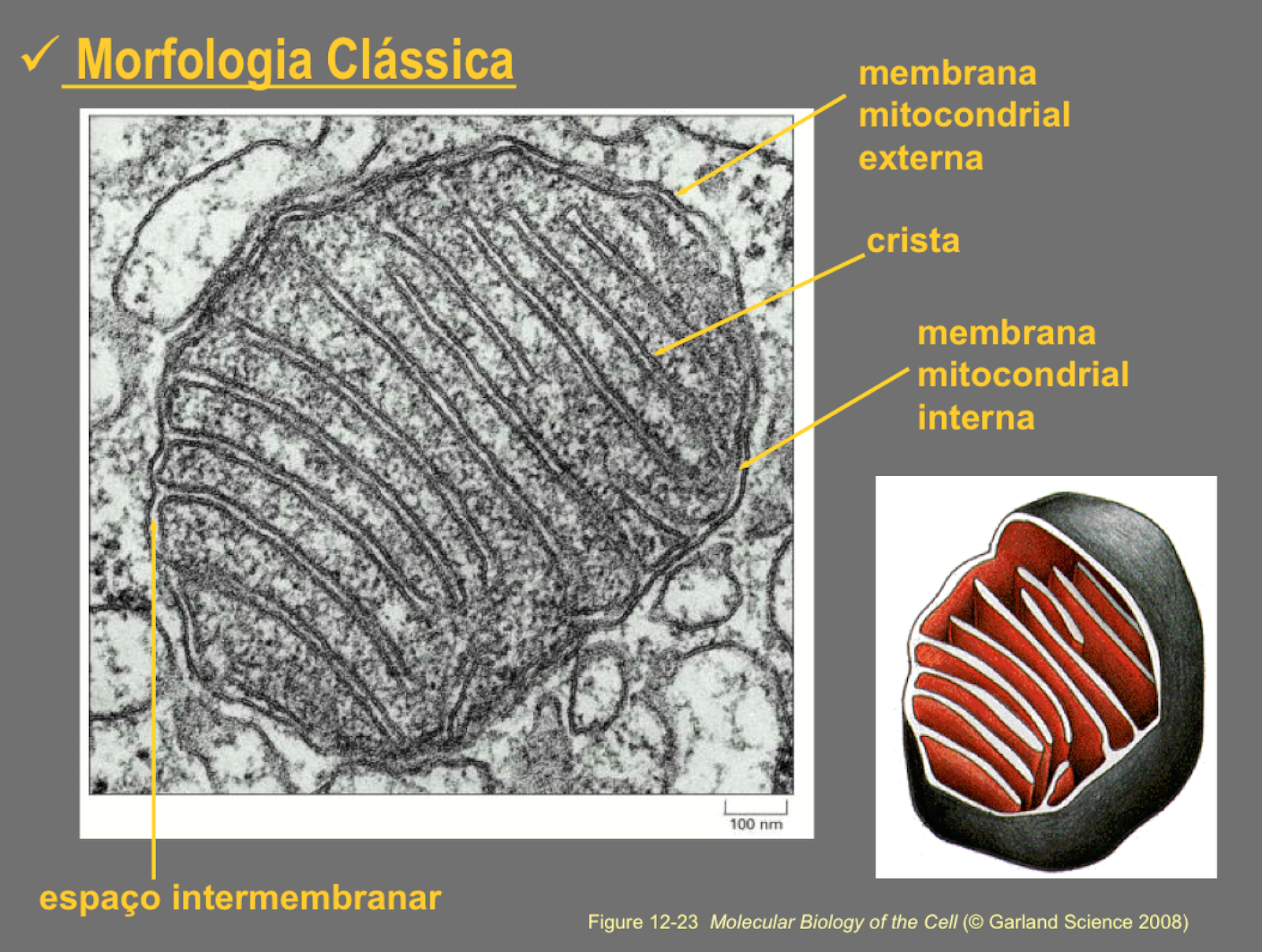 Mitocôndria e algumas curiosidades, parte I Mitocôndria e algumas curiosidades, parte I