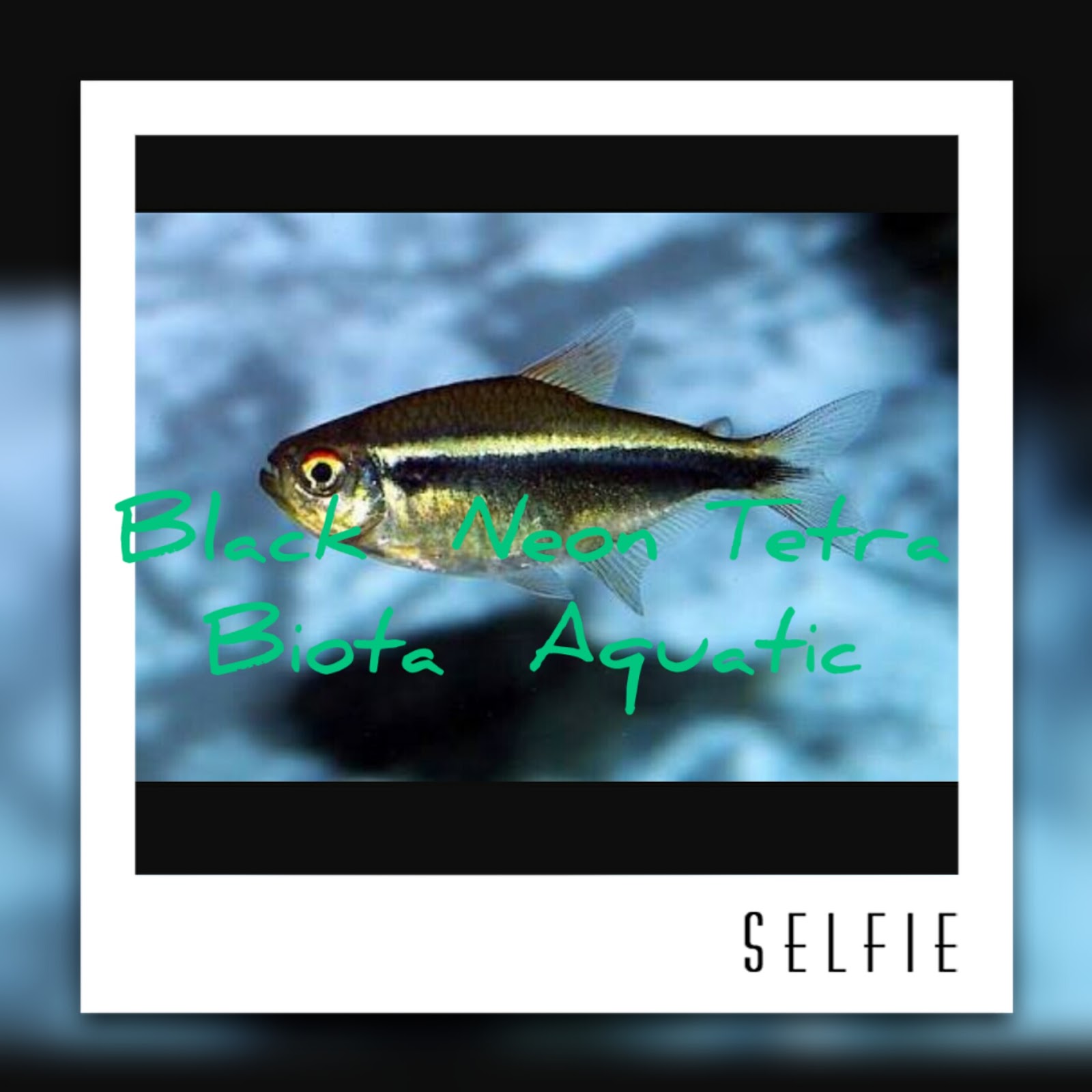 biota aquatic fish jual ikan black neon tetra untuk biota aquatic fish jual ikan black neon tetra untuk