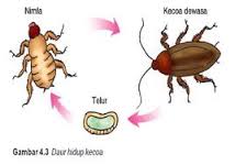 daur hidup kecoa daur hidup kecoa