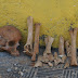 Encuentran cráneo y osamentas humanas en el Centro de Coquimbo