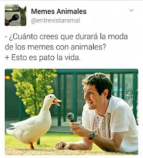 Esto es pato la vida Esto es pato la vida