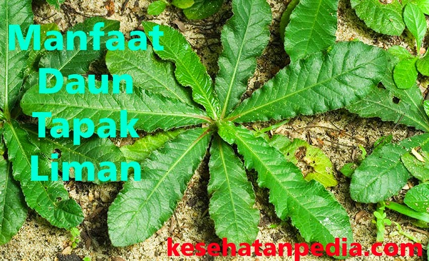 Tapak Liman: Tanaman Herbal dengan Segudang Manfaat bagi Kesehatan