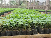 Proses Pembibitan & Pembudidayaan Pepaya Dalam Greenhouse Dengan Plastik UV Proses Pembibitan & Pembudidayaan Pepaya Dalam Greenhouse Dengan Plastik UV