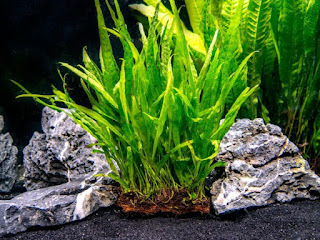 Tanaman Aquascape Mudah Tumbuh Tanpa Inject CO2