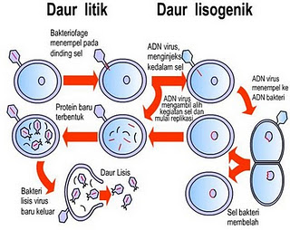 Media Belajar Online: Ciri-Ciri dan Cara Reproduksi Virus