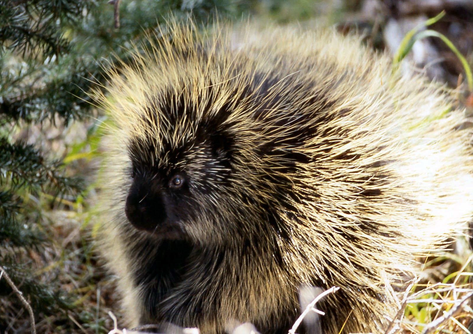 ENCYCLOPEDIA OF ANIMAL FACTS AND PICTURES: PORCUPINE1600 x 1132