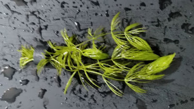 おもりの下でカットしてできあがり