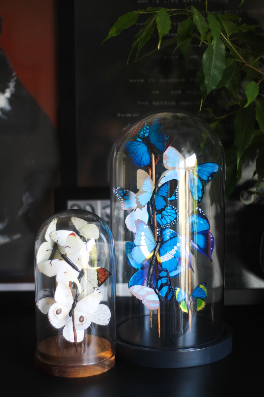 DIY butterfly curio domes DIY butterfly curio domes