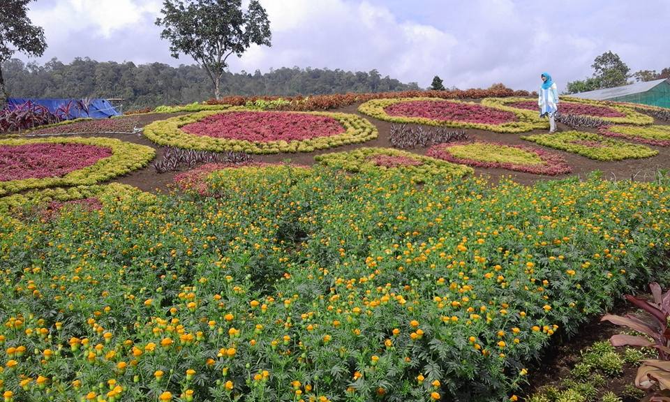 Keindahan WIisata Baru "HESTI'S GARDEN' Taman Bunga Merangin - Wisata