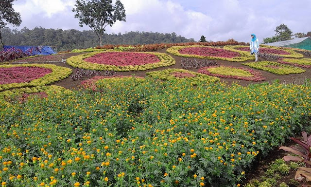 WISATA BARU, MERANGIN, HESTI'S GARDEN, TAMAN BUNGA