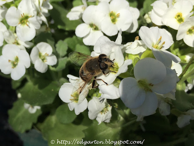 Biene auf weissen Blüten