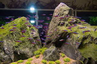 200 Referensi Desain Dan Model Aquascape Berdasarkan Tema https://www.faktapopuler.com/2018/12/200-referensi-desain-dan-model.html