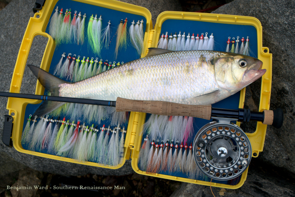 Southern Renaissance Man Shad Run James River Fly Fishing Report