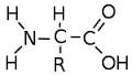Struktur Asam Amino Struktur Asam Amino