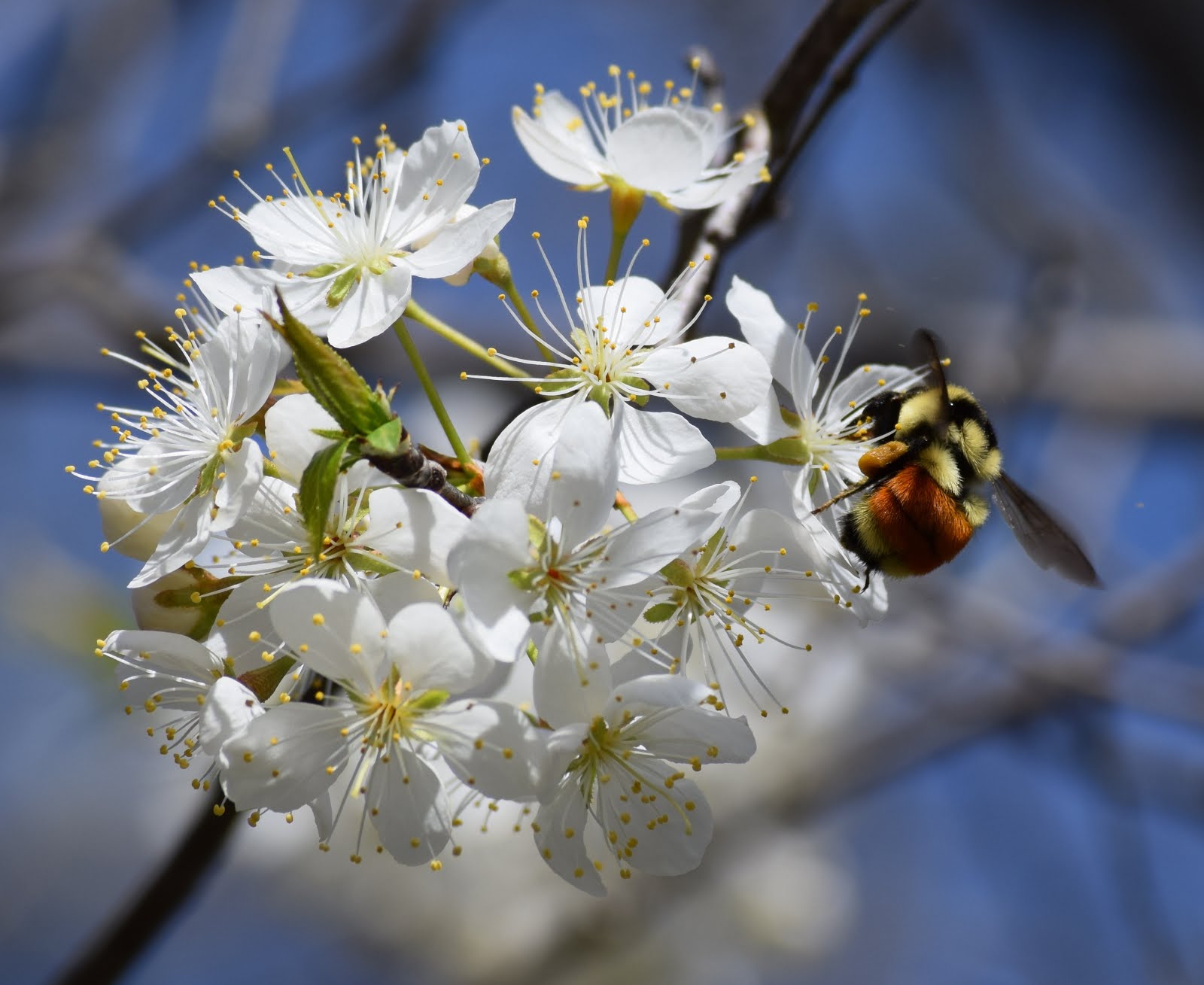 Jericho, Vermont Photos Vermont Native Plants & Their Visitors