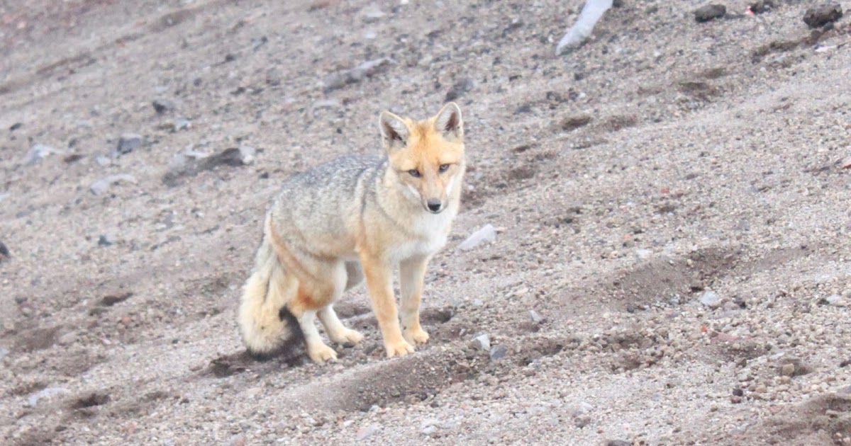 45 Andean Mountain Cat Lifespan Pics