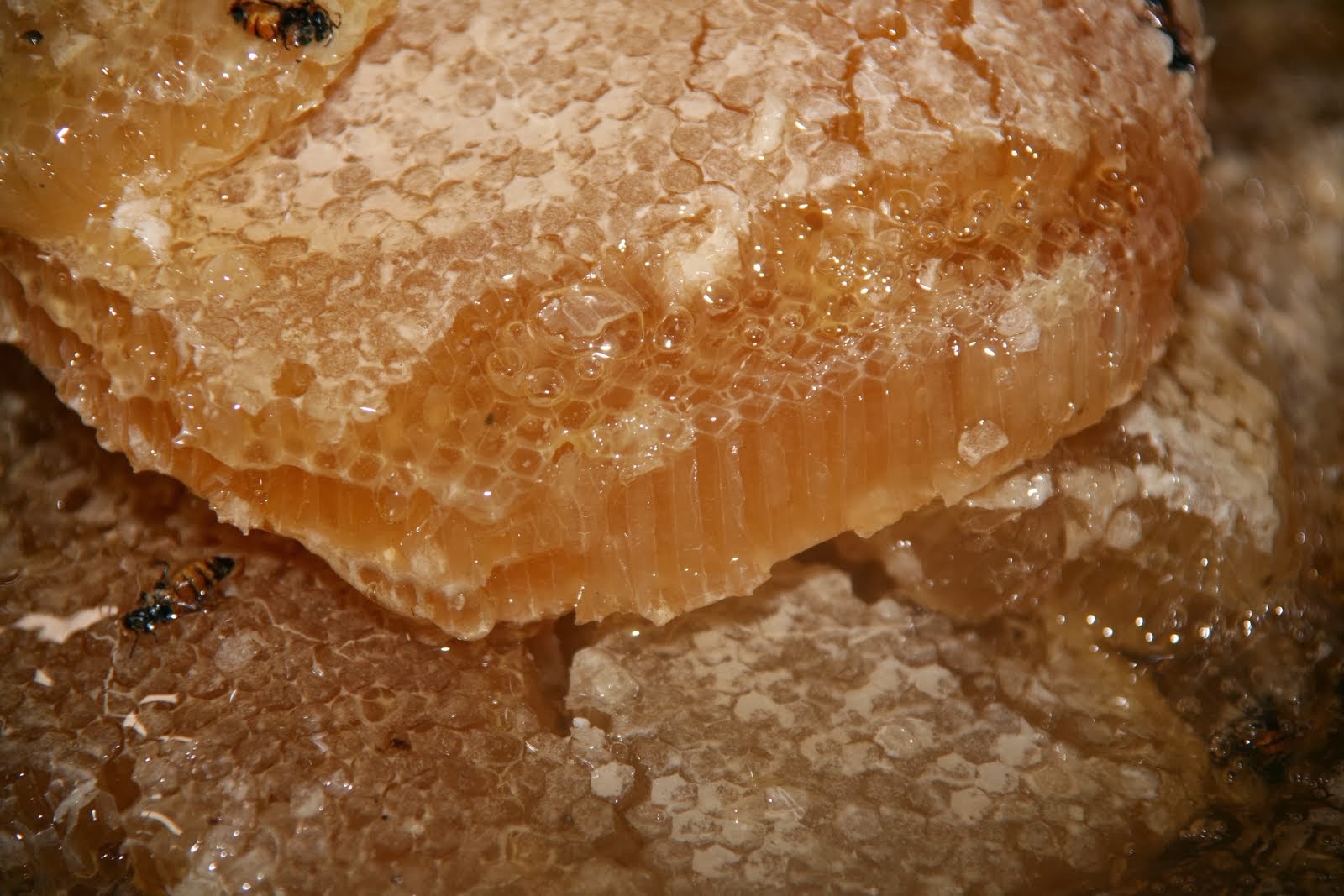 Mieles de la Tierra Brasil. La