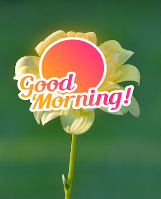 Good Morning Images With Flowers Good Morning Images With Flowers