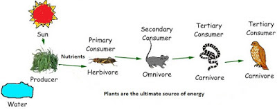 The Food Synthesised By The Plants Is Stored As The Food Synthesised By The Plants Is Stored As