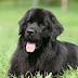 Ένας υπέροχος μαύρος σκύλος!...