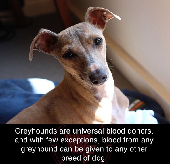 Terrierman's Daily Dose The Universal Blood Donor Dog