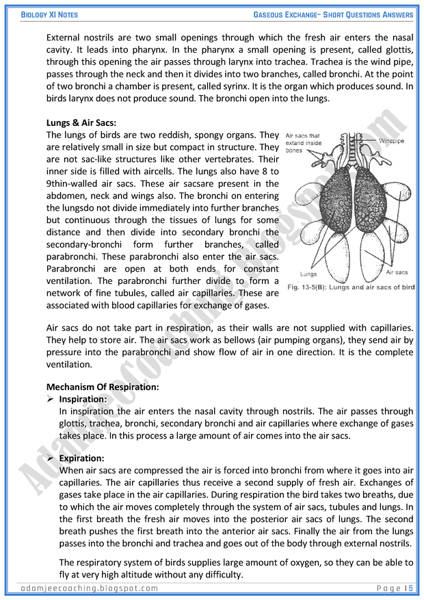 gaseous-exchange-short-question-answers-biology-11th