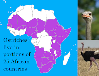 Where Do Ostriches Live In Africa?