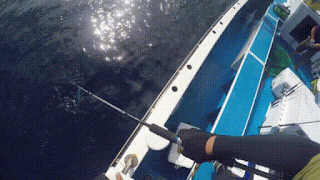 南房 富浦 共栄丸 ローデッド140S 南房 富浦 共栄丸 ローデッド140S