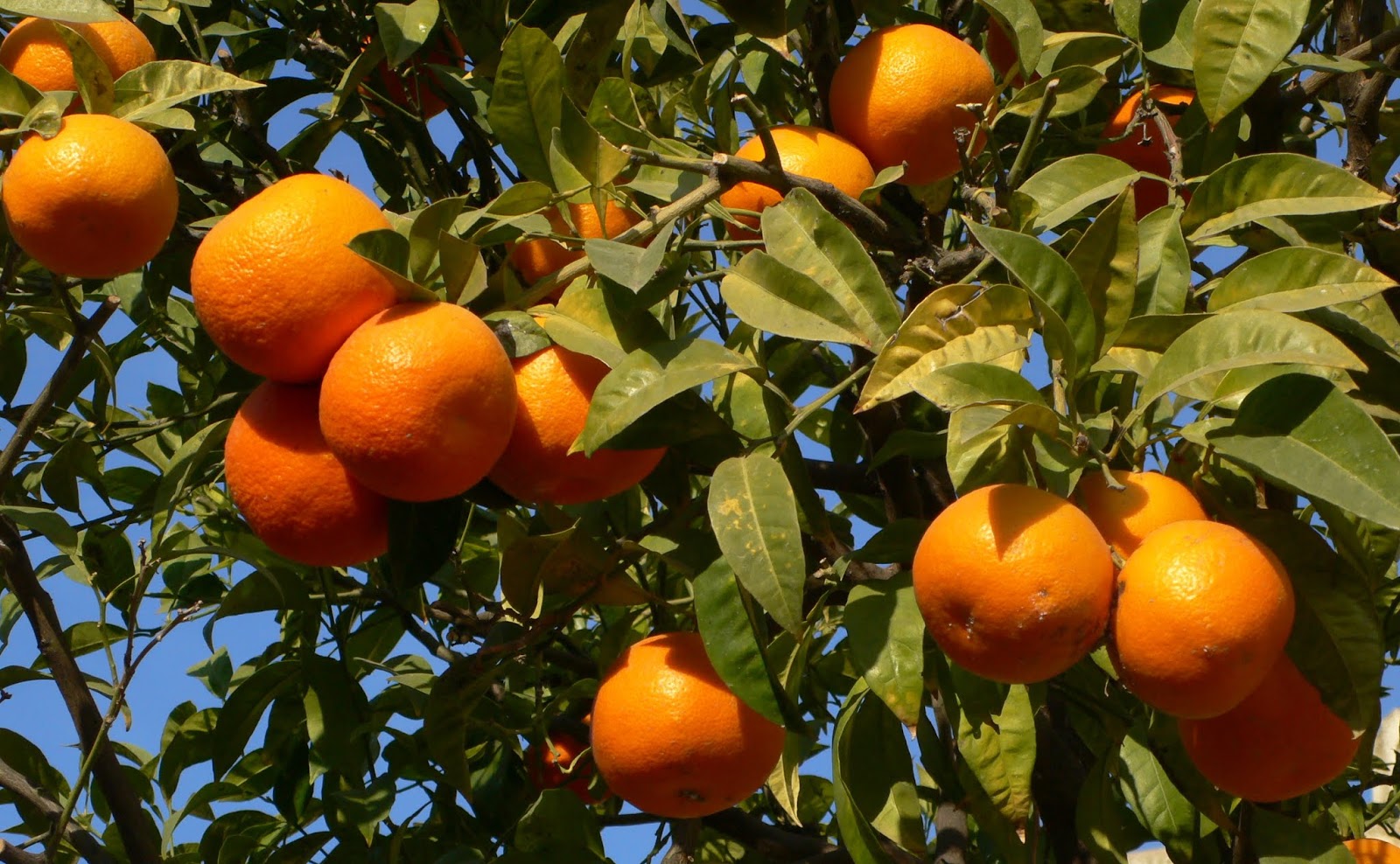 Ù†ØªÙŠØ¬Ø© Ø¨Ø­Ø« Ø§Ù„ØµÙˆØ± Ø¹Ù† â€ªPicking the Right Orange Treeâ€¬â€