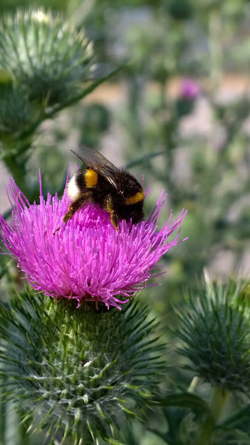 Hummel auf Distelblüte (c) by Joachim Wenk Hummel auf Distelblüte (c) by Joachim Wenk