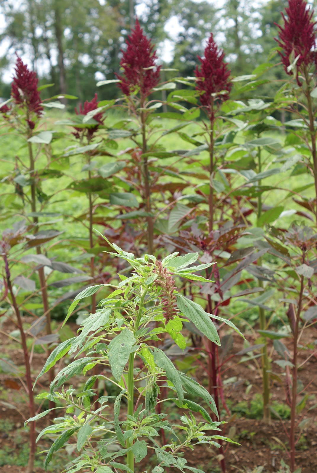 My Hauser Homestead Amaranth What Is That 