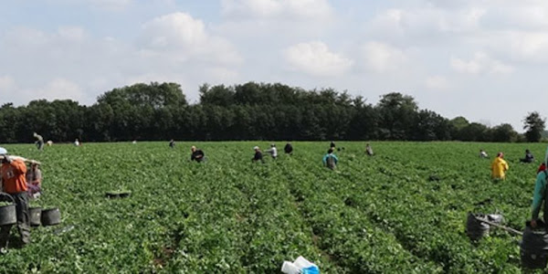 Locuri de muncă pentru doljeni, în Marea Britanie. Se caută culegători de căpșune, mere și cireșe