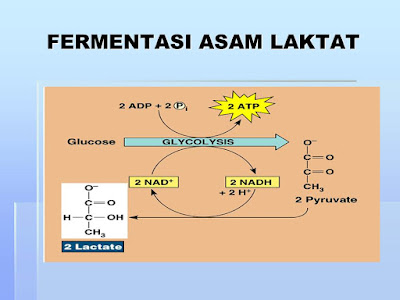 Contoh Respirasi Anaerob dan Manfaatnya