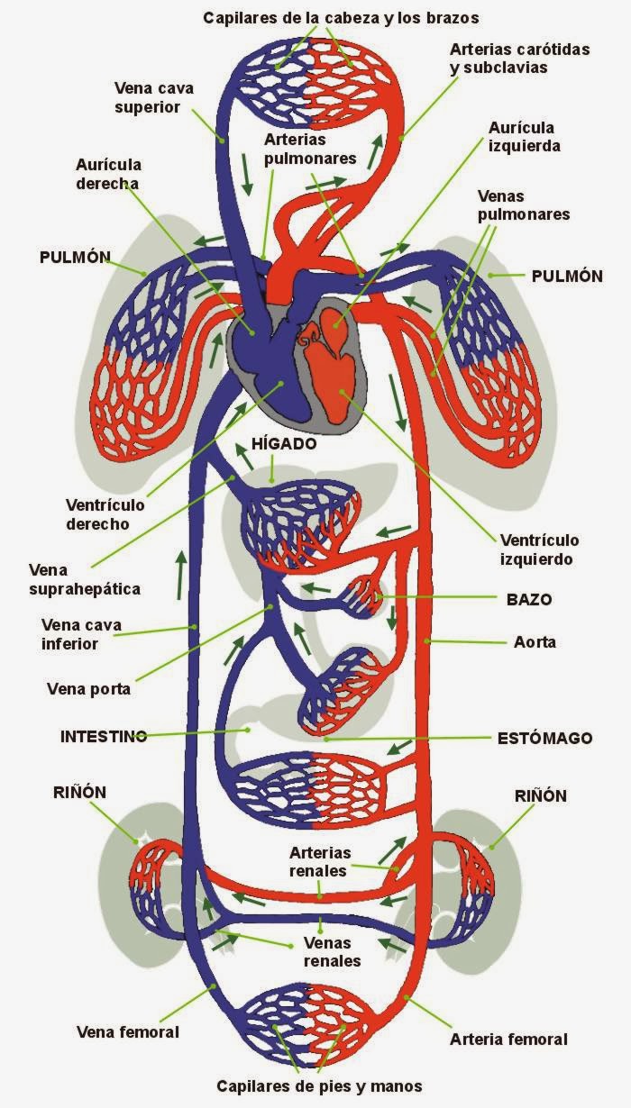 CIENCIAS BIOLOGIA Y QUIMICA LO MEJOR ¿CUALES Y QUE SON LOS VASOS SANGUÍNEOS EN EL CUERPO HUMANO?